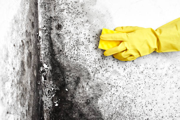 Best Residential Mold Removal  in La Homa, TX