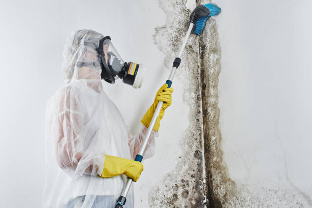 Best Crawl Space Mold Removal  in La Homa, TX