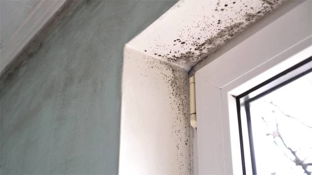 Mold Removal and Inspection in La Homa, TX