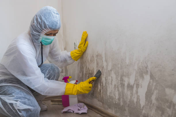 Best Home Mold Removal  in La Homa, TX