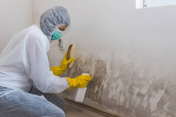Mold Testing and Removal in La Homa, TX