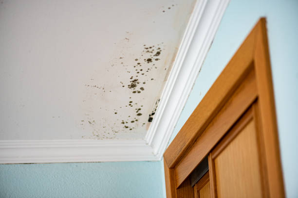 Best Commercial Mold Removal  in La Homa, TX