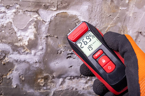 Best Mold Removal Near Me  in La Homa, TX