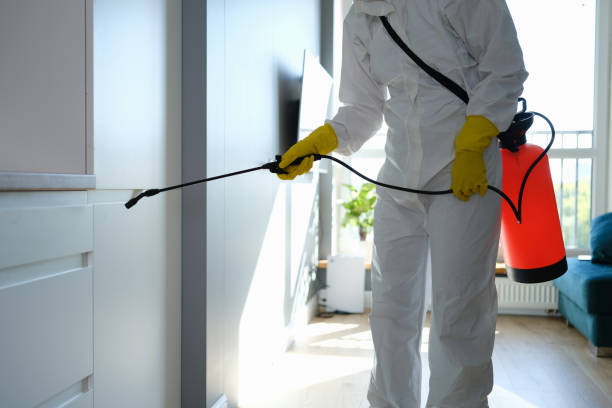 Professional Mold Removal in La Homa, TX