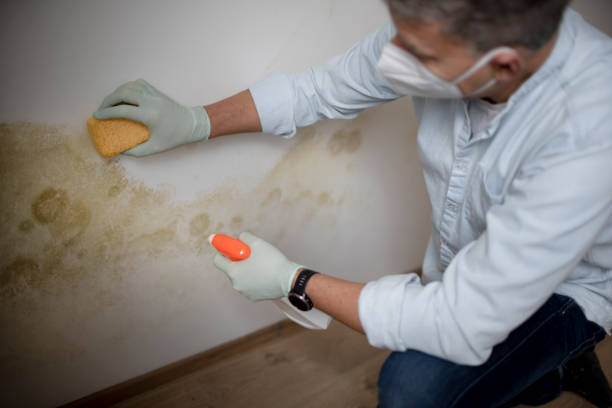 Best Mold Testing and Removal  in La Homa, TX