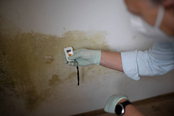 Best Mold Testing  in La Homa, TX