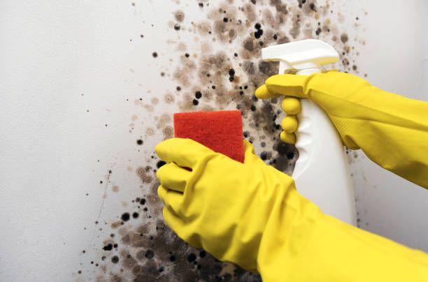 Best Toxic Mold Removal  in La Homa, TX