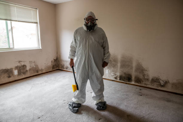 Best Attic Mold Removal  in La Homa, TX