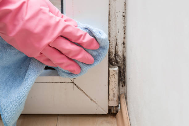 Best Mold Removal Specialists  in La Homa, TX