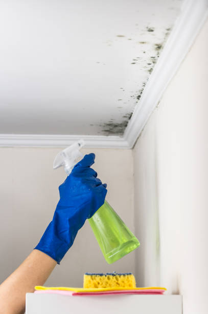 Best Black Mold Removal  in La Homa, TX